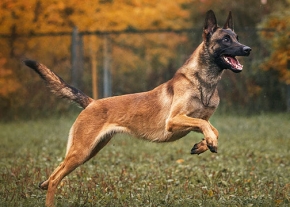 Un chien de race Berger Belge Malinois, au pelage fauve charbonné et masque noir, est capturé en pleine action, courant à vive allure sur une pelouse herbeuse. L'arrière-plan est composé d'arbres avec un feuillage dense aux teintes automnales orange et jaunes.