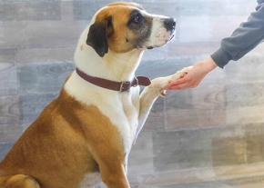 Un chien au pelage blanc et marron, portant un collier marron, est assis à l'intérieur et tend sa patte avant vers la main d'une personne qui la tient.