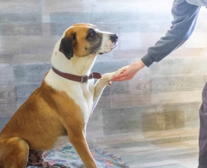 Un chien au pelage blanc et marron, portant un collier marron, est assis à l'intérieur et tend sa patte avant vers la main d'une personne qui la tient.