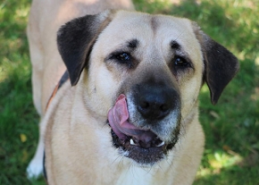 Chien au pelage beige et aux oreilles noires, vu de face dans un espace herbeux, la langue tirée sur le côté du museau.