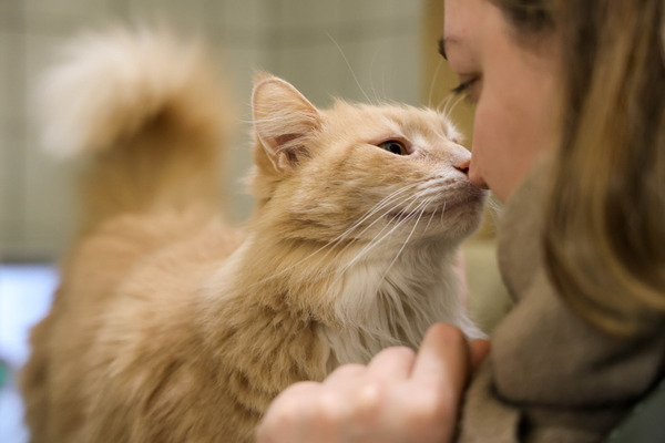 Un chat roux à poils longs fait un câlin à une femme en lui touchant le nez avec son museau.