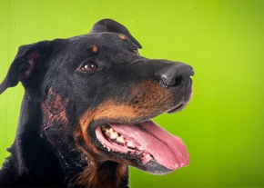 Un chien de race Beauceron, au pelage noir et feu, de profil sur un fond vert vif. Il a la gueule ouverte, la langue pendante et les yeux bruns dirigés vers la droite. Une lésion cutanée rouge, en forme de plaques, est visible sur le côté gauche de son cou.