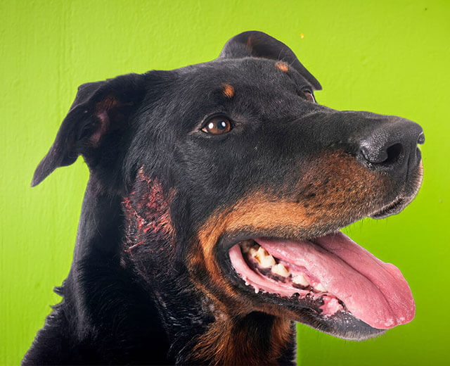 Un chien de race Beauceron, au pelage noir et feu, de profil sur un fond vert vif. Il a la gueule ouverte, la langue pendante et les yeux bruns dirigés vers la droite. Une lésion cutanée rouge, en forme de plaques, est visible sur le côté gauche de son cou.