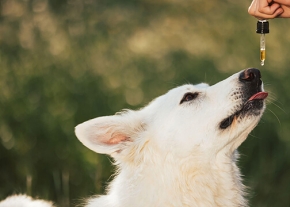 Chien blanc vu de profil, levant le museau vers un compte-gouttes tenu par une main, dont une goutte de liquide est visible au-dessus de sa truffe, en extérieur.