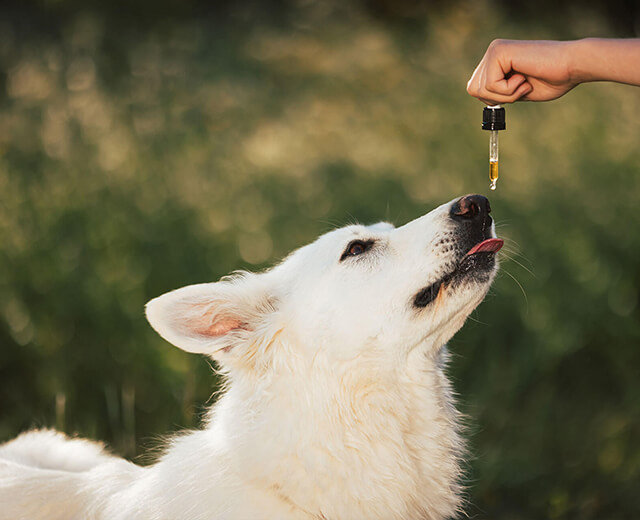 Chien blanc vu de profil, levant le museau vers un compte-gouttes tenu par une main, dont une goutte de liquide est visible au-dessus de sa truffe, en extérieur.