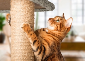 Un chat au pelage tacheté et rayé est agrippé à un poteau d'arbre à chat en sisal, avec une patte levée pour griffer la surface tout en levant la tête.
