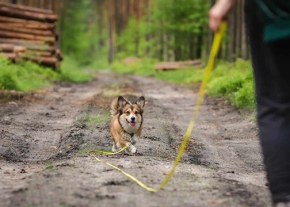 Un petit chien court sur un chemin de terre en forêt, relié par une longue laisse jaune à une personne dont on aperçoit de dos la silhouette au premier plan.