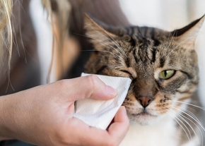 Photographie d'une femme en train d'essuyer l'œil d'un chat avec un mouchoir en papier.