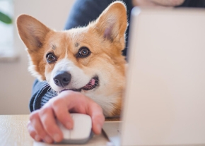 Un Corgi se tient derrière un bureau, posant sa tête près de la main d'une personne qui manipule une souris d'ordinateur devant un ordinateur portable.