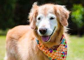 Un chien âgé au pelage doré et au museau blanchi, portant un bandana orange à motifs floraux colorés, est debout sur une pelouse en extérieur avec la gueule entrouverte.