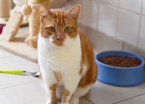 Un chat roux et blanc est assis sur un sol carrelé, regardant droit vers l'objectif. Une gamelle bleue remplie de croquettes se trouve à sa droite, et un arbre à chat est visible en arrière-plan à gauche.
