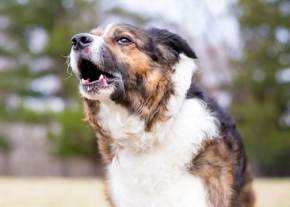 Un chien de race Border Collie ou similaire, au pelage tricolore (noir, blanc, brun), se tient en extérieur sur une pelouse jaunie. Le chien est en gros plan, de profil, la tête levée et la gueule ouverte en train d'aboyer vers la gauche. L'arrière-plan est flouté avec des arbres verts.