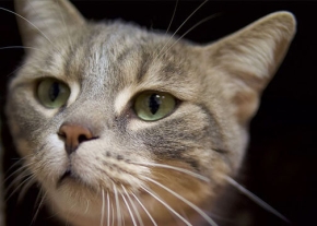 Un chat au pelage gris et tigré est photographié en gros plan, la tête légèrement tournée vers le haut et vers la gauche. Ses grands yeux verts fixent l'extérieur du cadre, et de longues moustaches blanches proéminentes encadrent son museau sur un fond sombre.