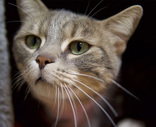Un chat au pelage gris et tigré est photographié en gros plan, la tête légèrement tournée vers le haut et vers la gauche. Ses grands yeux verts fixent l'extérieur du cadre, et de longues moustaches blanches proéminentes encadrent son museau sur un fond sombre.
