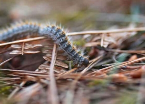 Une chenille couverte de poils et aux teintes sombres rampe sur un sol jonché d'aiguilles de pin et de feuilles mortes en extérieur.