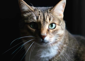 Un chat au pelage tigré et au poitrail blanc est photographié en gros plan dans la pénombre, avec la tête partiellement éclairée par une lumière latérale. Ses grands yeux verts fixent l'objectif, et de longues moustaches blanches encadrent son museau sur fond sombre.