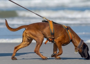 Chien en laisse pratiquant le mantrailing sur une plage, une activité qui stimule son flair et renforce le lien avec son maître.