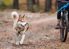 Un chien au pelage roux et blanc court en avant, relié par une longe à un vélo piloté par une personne sur un sentier forestier en terre.