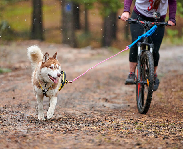 Un chien au pelage roux et blanc court en avant, relié par une longe à un vélo piloté par une personne sur un sentier forestier en terre.
