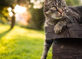 Un chat tigré est allongé sur une structure en bois en extérieur, avec une patte avant posée sur le bord. En arrière-plan, une pelouse verdoyante est baignée par la lumière chaude d'un soleil rasant.