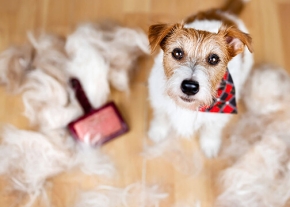 Un chien de petite taille au pelage blanc et brun est assis sur un sol en bois clair, entouré de gros tas de poils de mue éparpillés. Une brosse pour animaux se trouve au milieu des poils. Le chien porte un petit foulard à motifs écossais rouges et noirs autour du cou et regarde directement vers l'objectif.