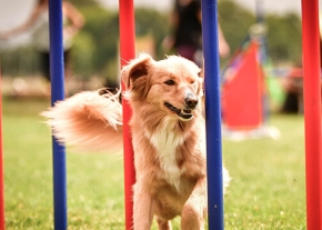 Un chien au pelage roux et blanc slalome entre des piquets verticaux bleus et rouges disposés sur une pelouse lors d'une activité d'agilité en extérieur.