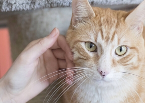 Chat roux tigré aux yeux verts caressé sous la joue par une main humaine.