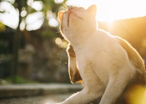 Chat blanc et roux se grattant derrière l'oreille en extérieur, avec le soleil couchant en arrière-plan.