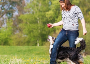 Dans un parc verdoyant, une personne debout tient une friandise dans la main droite, tandis qu’un chien de taille moyenne, noir et blanc, marche près de sa jambe. L’animal regarde la friandise, queue relevée. L’herbe verte et les arbres flous en arrière-plan évoquent une promenade éducative, illustrant l’apprentissage et le dressage d’un chien en extérieur.