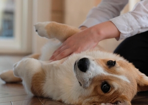 Un chiot Corgi au pelage roux et blanc est couché sur le dos sur un sol en parquet, les pattes en l'air, tandis qu'une personne agenouillée vêtue d'une chemise blanche lui caresse le ventre. Le chien regarde la caméra avec de grands yeux foncés.