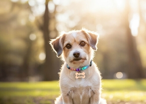 Un petit chien au pelage blanc et beige est assis dans un parc ou un sous-bois, portant un collier coloré avec une médaille en forme d'os gravée du nom « Dobby ».