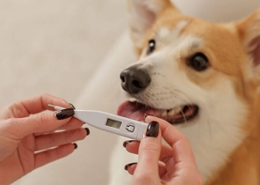 Corgi au pelage roux et blanc regarde un thermomètre numérique tenu par deux mains avec des ongles noirs. Le chien est assis, son museau et sa bouche légèrement entrouverte étant le point focal. L'arrière-plan est flou.