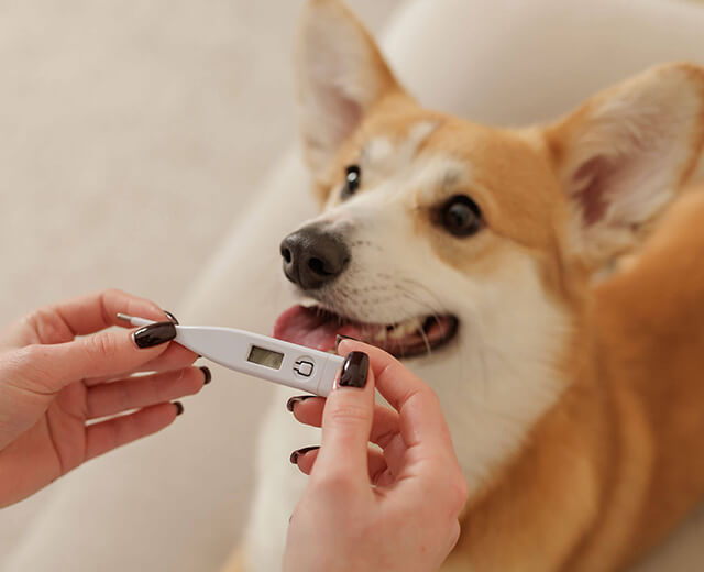 Corgi au pelage roux et blanc regarde un thermomètre numérique tenu par deux mains avec des ongles noirs. Le chien est assis, son museau et sa bouche légèrement entrouverte étant le point focal. L'arrière-plan est flou.