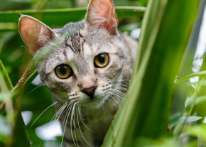 Chat gris aux yeux jaunes caché parmi des plantes vertes, en pleine observation.
