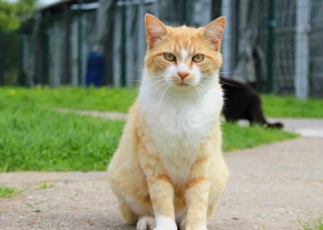 Un chat roux et blanc est assis sagement sur un chemin pavé à l'extérieur, avec de l'herbe verte de chaque côté et des enclos grillagés flous en arrière-plan.
