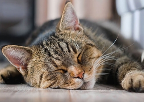 Chat tigré endormi paisiblement sur un sol en bois, baigné par la lumière naturelle.