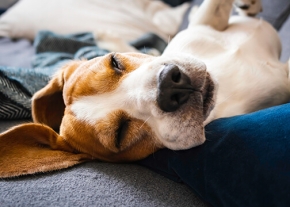 Chien beagle endormi confortablement sur un canapé, illustrant les moments de repos et les rêves canins.