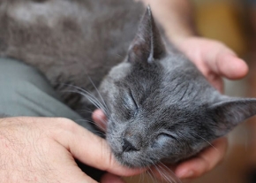 Un chat gris au pelage court a les yeux fermés pendant qu'une personne lui soutient et lui caresse la tête et le menton avec ses mains. Le chat est blotti confortablement.