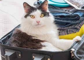 Un chat à poils mi-longs, au pelage noir et blanc, est assis à l'intérieur d'une valise noire ouverte remplie de vêtements et d'accessoires de voyage. Il regarde directement l'objectif.