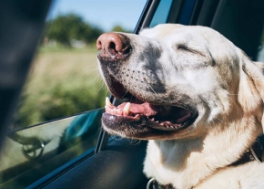 Un chien à la tête claire, les yeux fermés et la gueule ouverte, passe la tête par la fenêtre d’une voiture en mouvement. Le paysage extérieur est visible en arrière-plan.