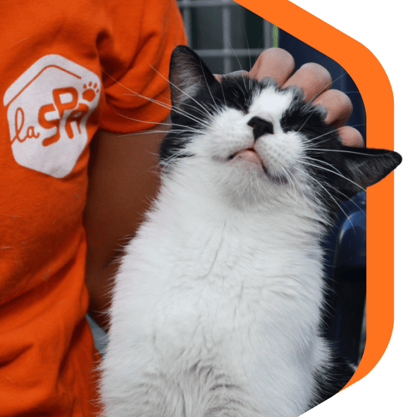 Un chat noir et blanc caressé sur la tête par une personne portant un tee-shirt orange de la SPA