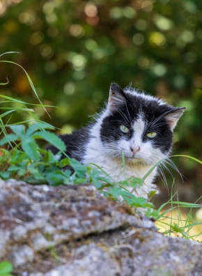 Un chat européen noir et blanc dans la nature.