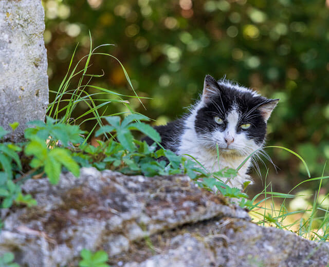 Un chat européen noir et blanc dans la nature.