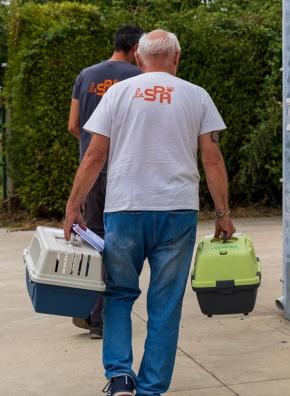 Un bénévole de la SPA qui procède à un transfert d'animaux.