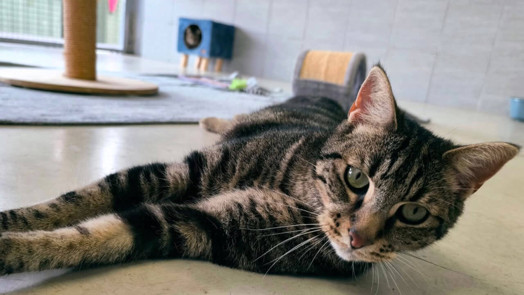 Photographie d'un chat du refuge de Maubert-Fontaine.