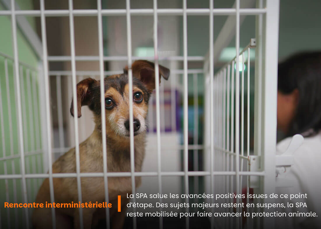 Protection animale : une réunion interministérielle d'étape qui permet de premières avancées