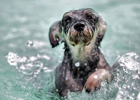 Un petit chien qui nage