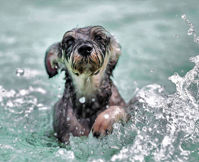 Un petit chien qui nage