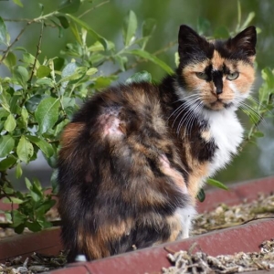 Photographie d'un chat sauvage au pelage noir, blanc et roux