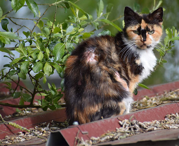 Photographie d'un chat sauvage au pelage noir, blanc et roux
